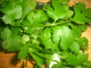 coriander